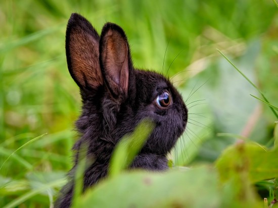 Lista króliczych przysmaków