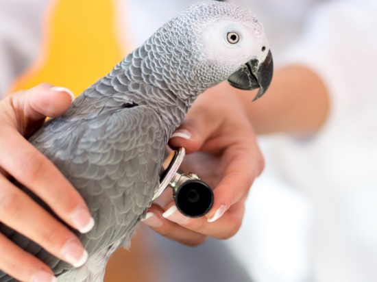 Wygląd chorej papugi