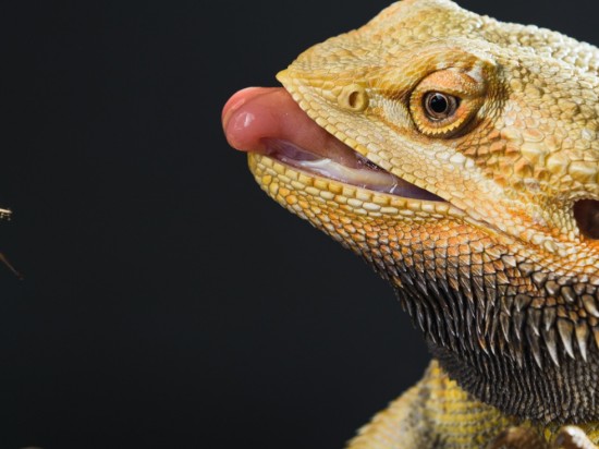 Żywienie jaszczurek