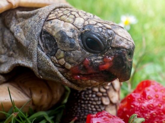 Żywienie żółwi lądowych Testudo sp.
