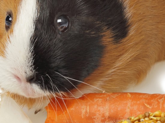 Żywienie świnki morskiej