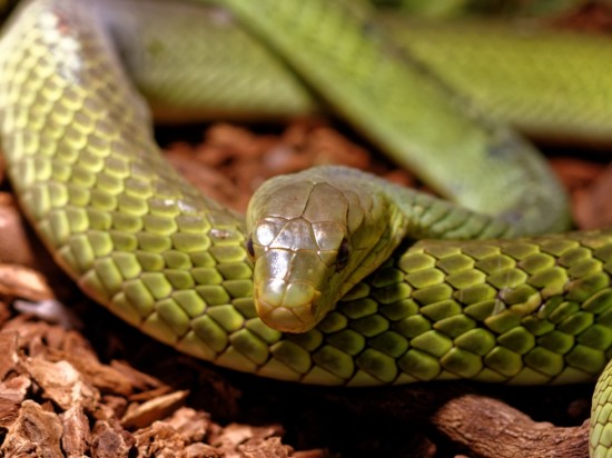 Przymusowe karmienie węży