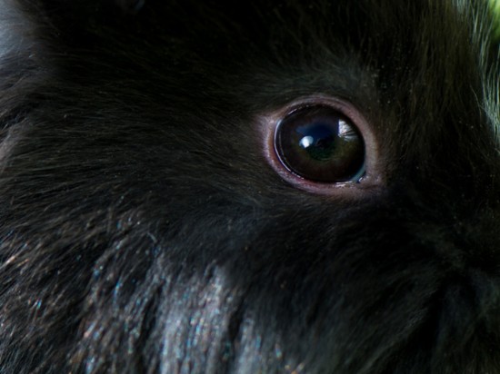 Odrobaczanie królików