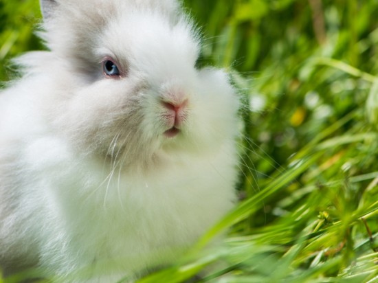 Encefalozoonoza u królików