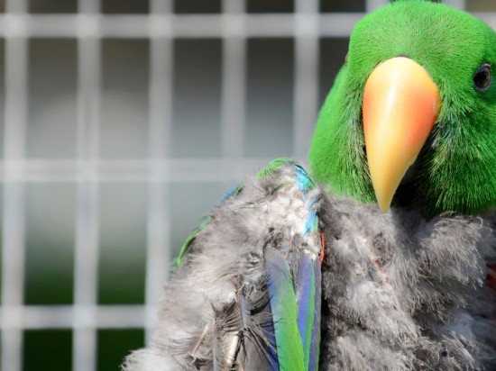 Francuskie upierzenie