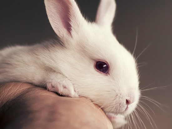 Resekcja ucha u królika