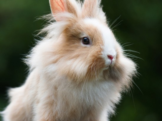Zapalenie ucha środkowego i wewnętrznego u królików