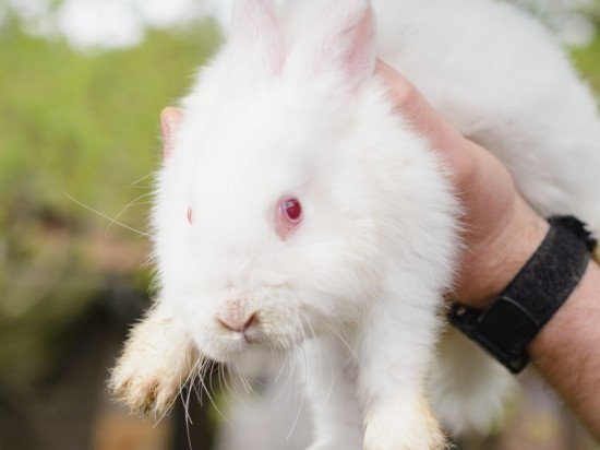 Zalety sterylizacji i kastracji królików