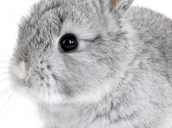 Kastracja i sterylizacja królika