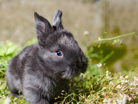 Ruja i ciąża u królików