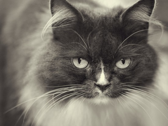 Pobieranie moczu kota