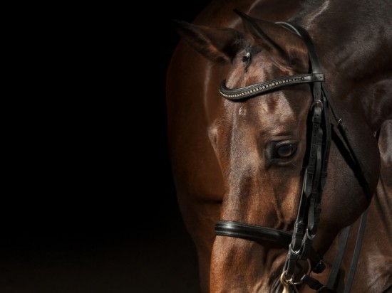 Wrzody żołądka u koni