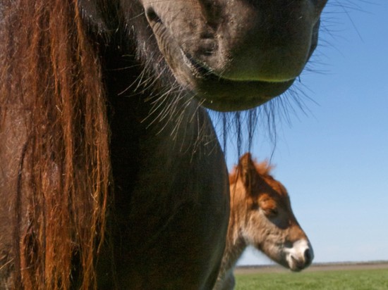 Zapiaszczenie jelit u konia