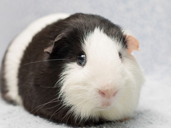 Opieka nad świnką morską