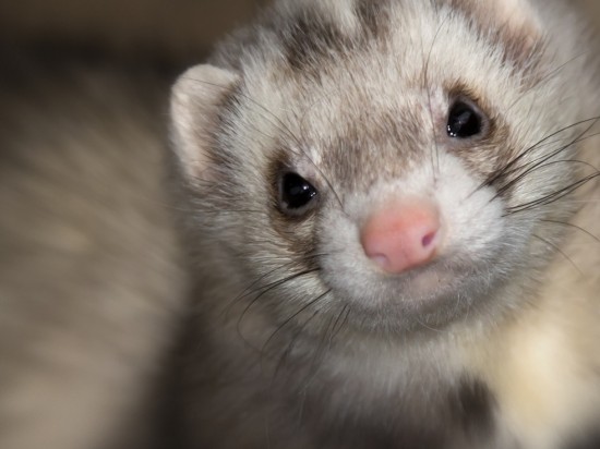 Choroba aleucka u fretek