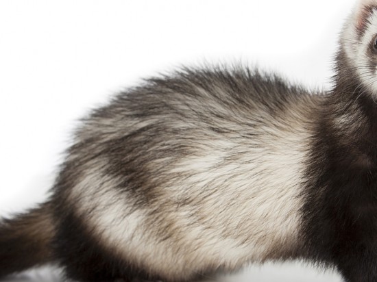 Choroby nadnerczy u fretek