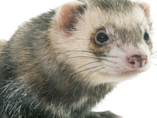 Choroba Addisona u fretek