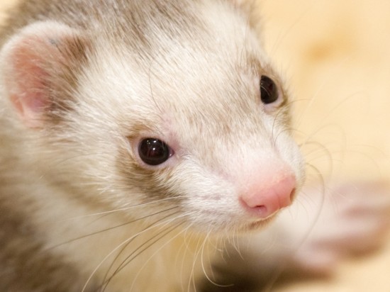 Kardiomiopatia u fretki