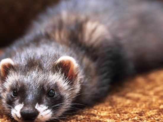 Przełyk olbrzymi u fretki