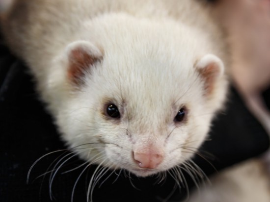 Niedokrwistość aplastyczna u fretki