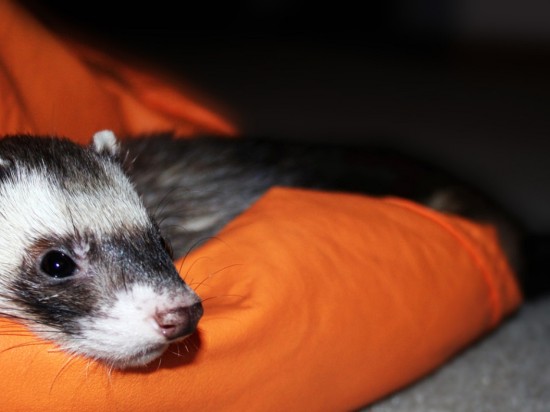 Choroby skóry u fretek