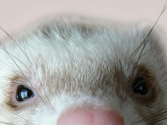 Choroby oczu u fretek