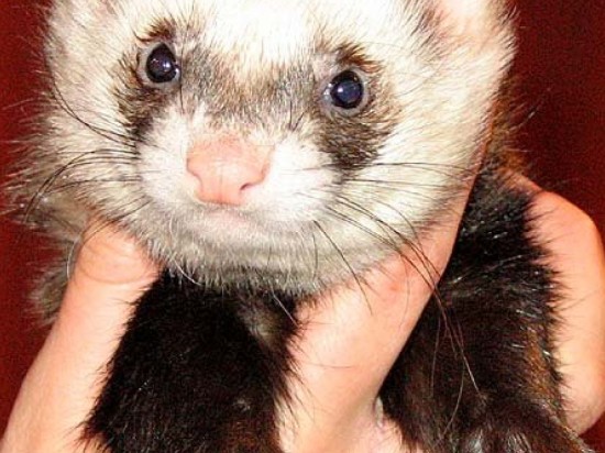 Anafilaksja u fretki