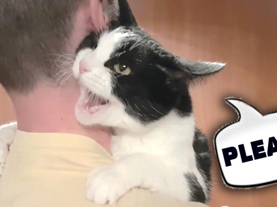 Zobacz prawdziwą kocią miłość