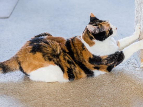 Żucie, ssanie i drapanie