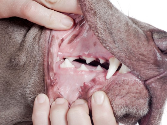 Higiena jamy ustnej psa