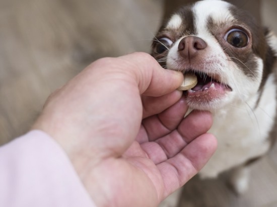 Czy podajesz swojemu zwierzakowi witaminy i suplementy diety?