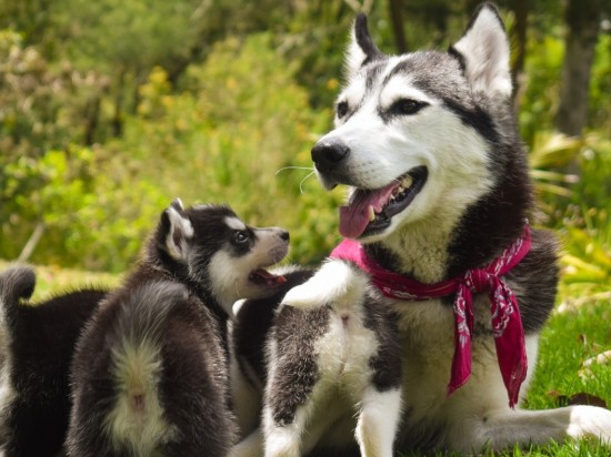 Jak ograniczasz rozród swojej suki