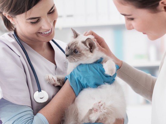 Jak wybrać lekarza weterynarii dla swojego pupila?