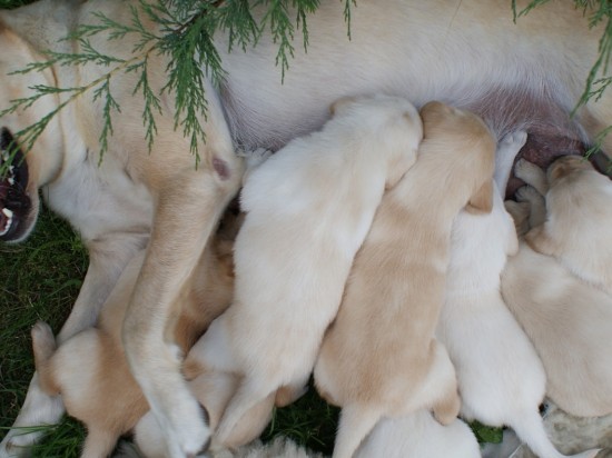 Sterylizować czy nie?