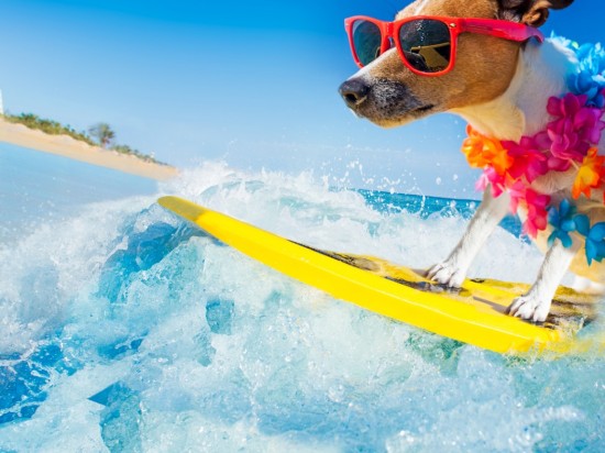 Zwierzęta w podróży