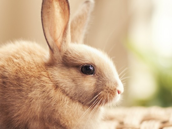 Objawy chorobowe u królika