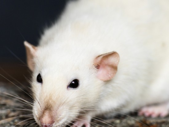 Choroby układu oddechowego szczurów