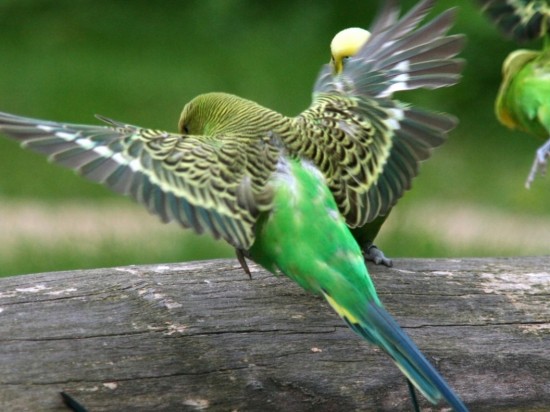 Choroby wirusowe kanarków