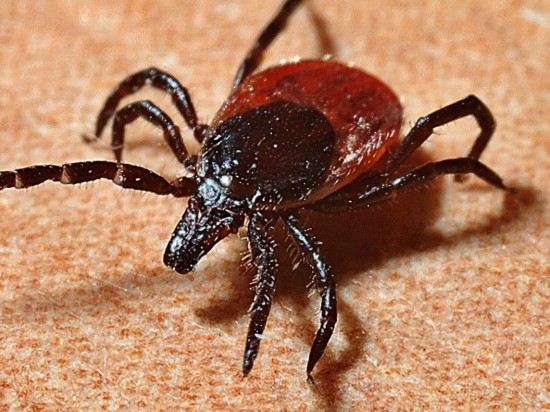 Czy Twój pies lub kot miał kleszcza