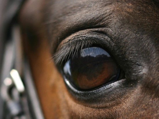 Choroby rogówki u koni