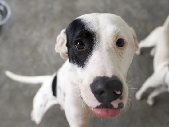 Pies żebrze o jedzenie