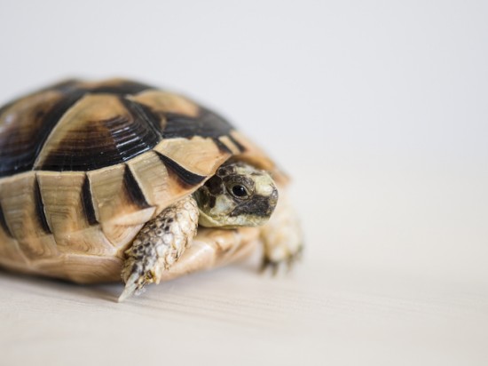 Herpeswiroza żółwi