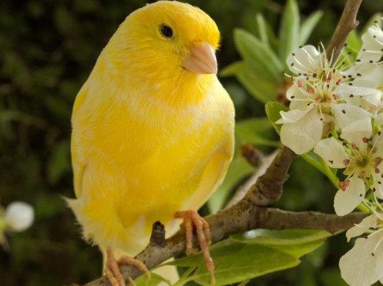 Knemidokoptoza ptaków