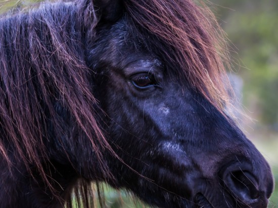 Zespół cushinga u koni