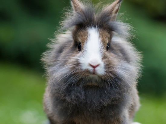 Kamica pęcherza moczowego