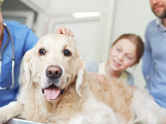 Czy Twój lekarz przekazuje informacje o zdrowiu pupila w sposób jasny i zrozumiały?