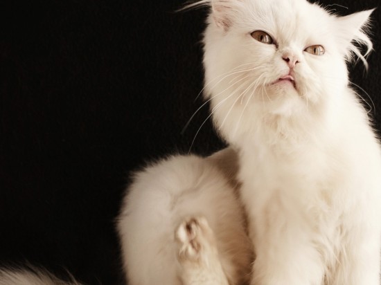 Jakiego środka używasz przeciw pchłom u swojego pupila?