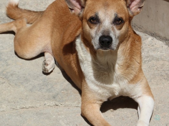 Czy Twój pies lub kot zaginął?