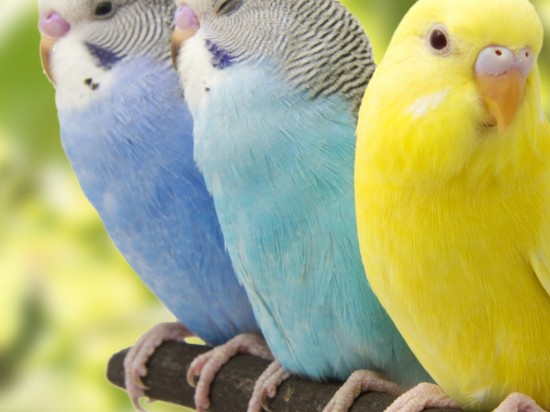 Jak rozpoznać płeć u papużki falistej?