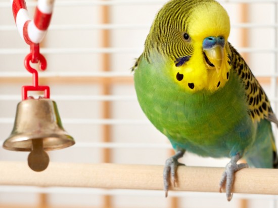 Co powinno się znaleźć w klatce papugi?